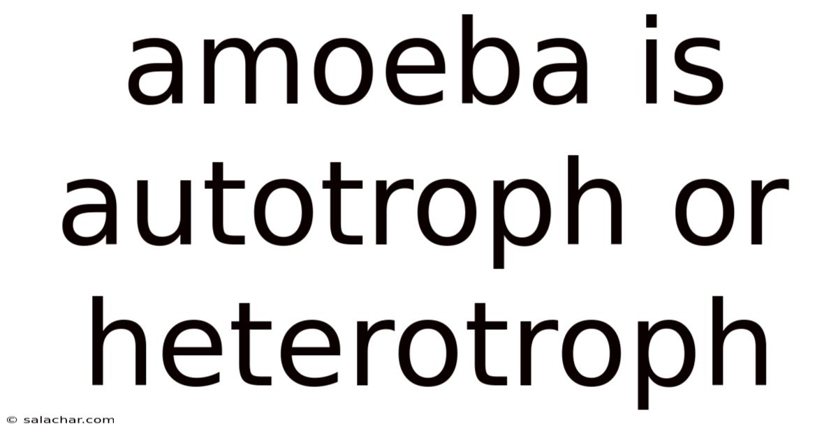 Amoeba Is Autotroph Or Heterotroph