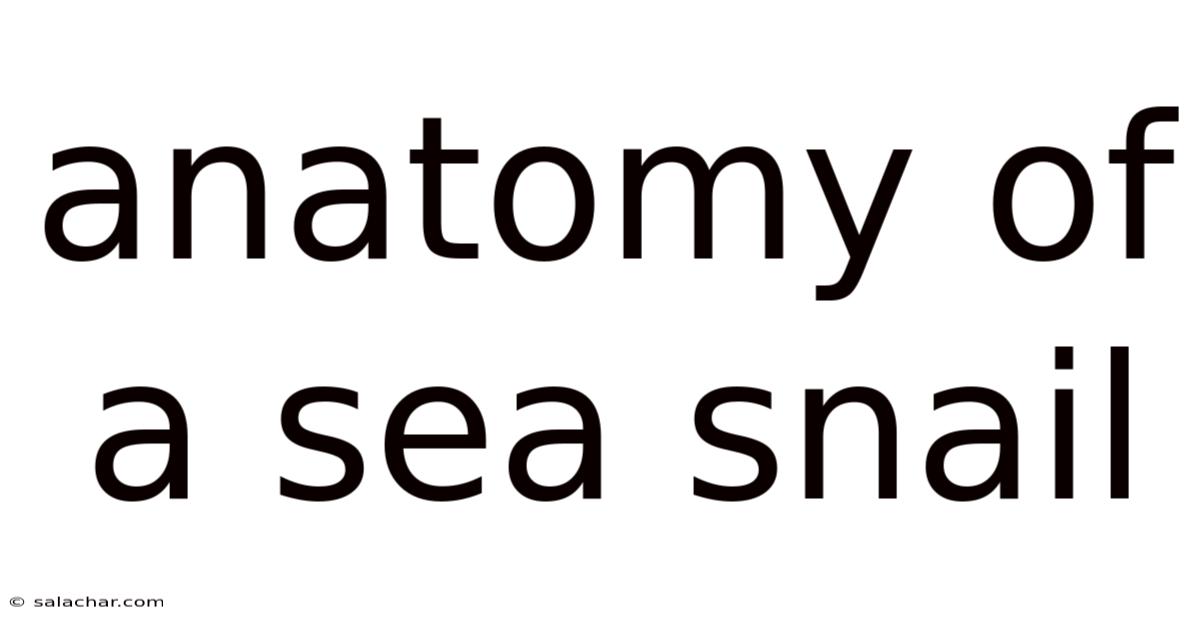 Anatomy Of A Sea Snail