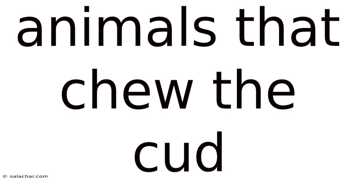 Animals That Chew The Cud