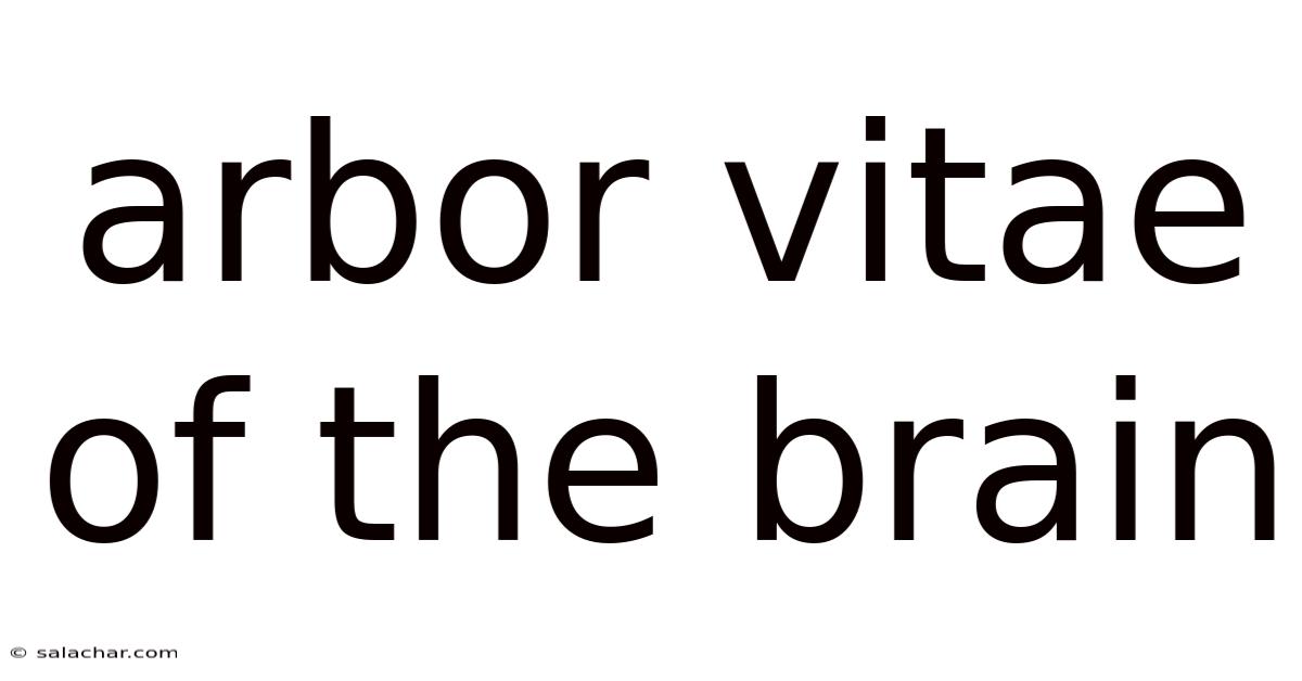 Arbor Vitae Of The Brain