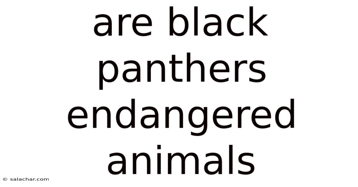 Are Black Panthers Endangered Animals