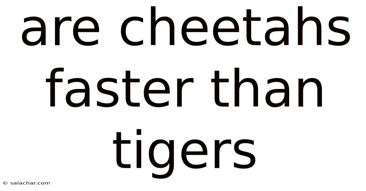 Are Cheetahs Faster Than Tigers