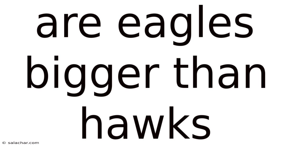 Are Eagles Bigger Than Hawks