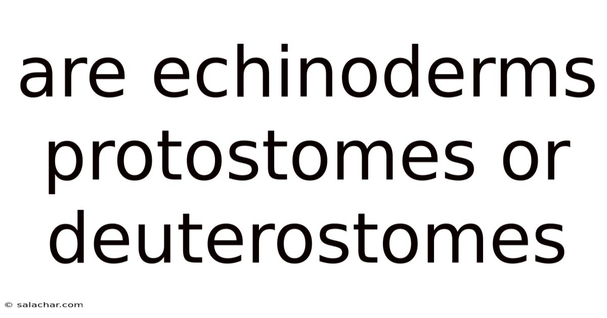 Are Echinoderms Protostomes Or Deuterostomes