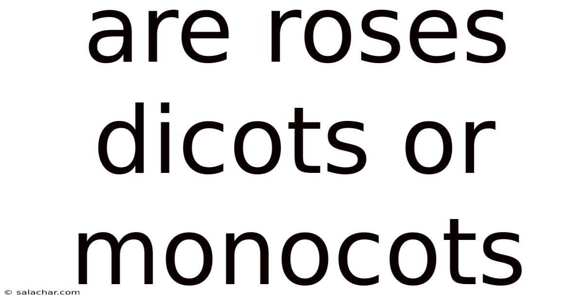 Are Roses Dicots Or Monocots