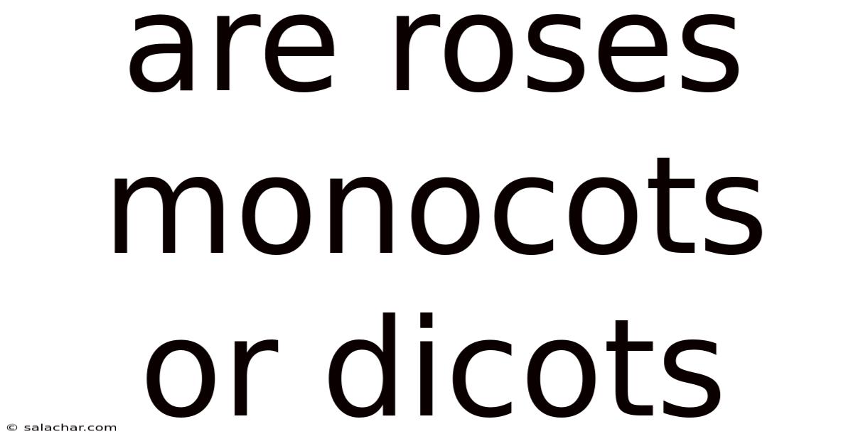 Are Roses Monocots Or Dicots