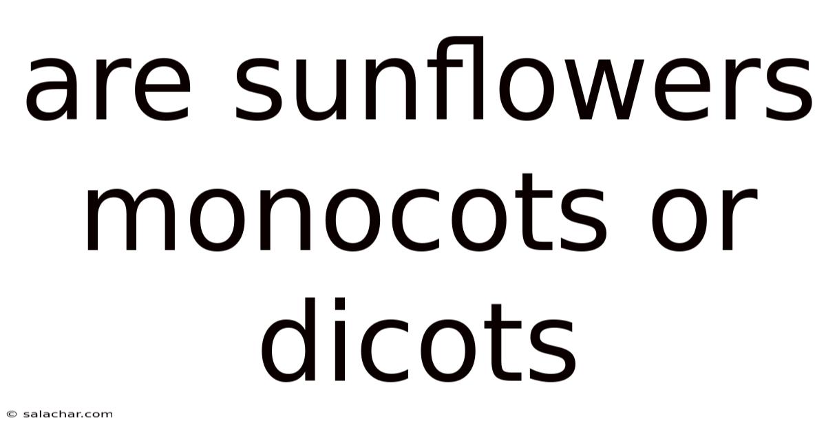 Are Sunflowers Monocots Or Dicots
