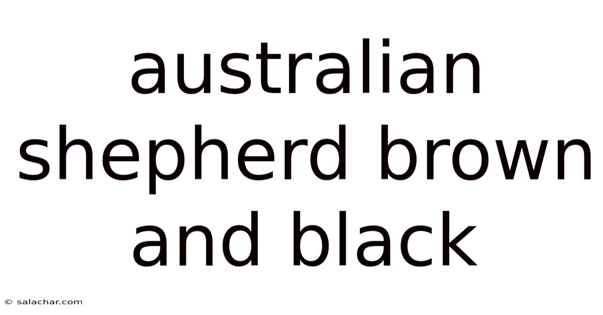 Australian Shepherd Brown And Black