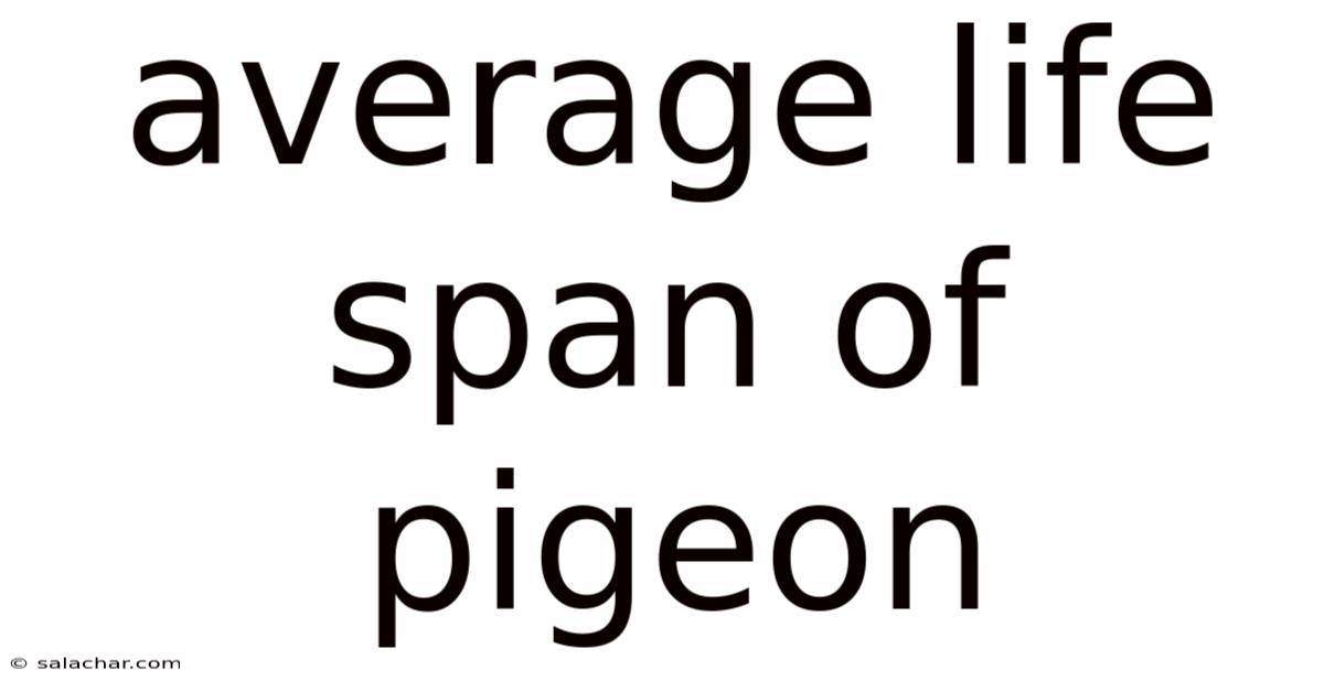 Average Life Span Of Pigeon