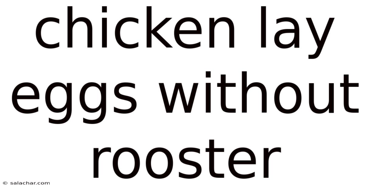 Chicken Lay Eggs Without Rooster