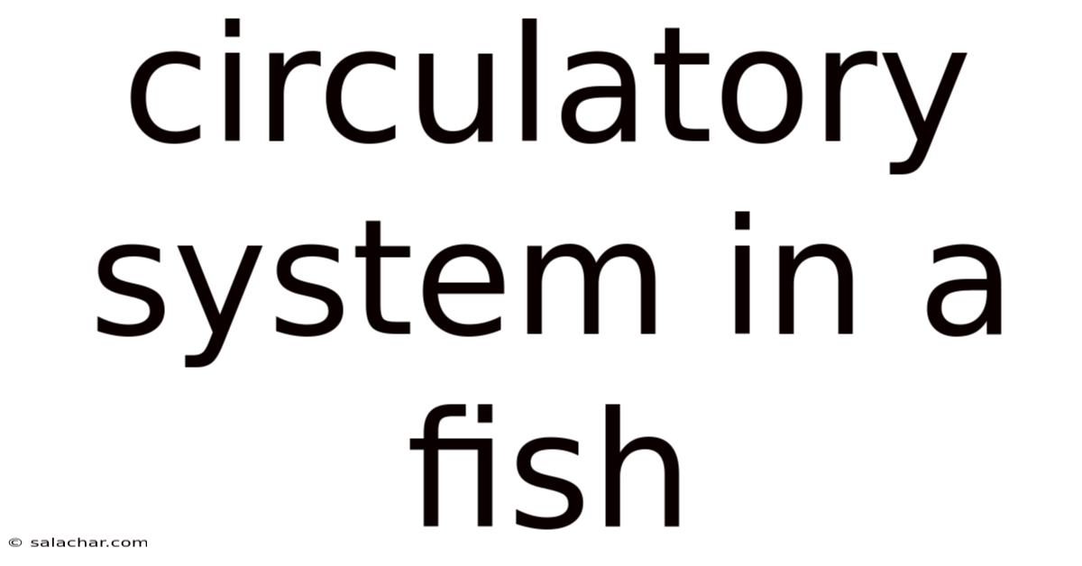 Circulatory System In A Fish