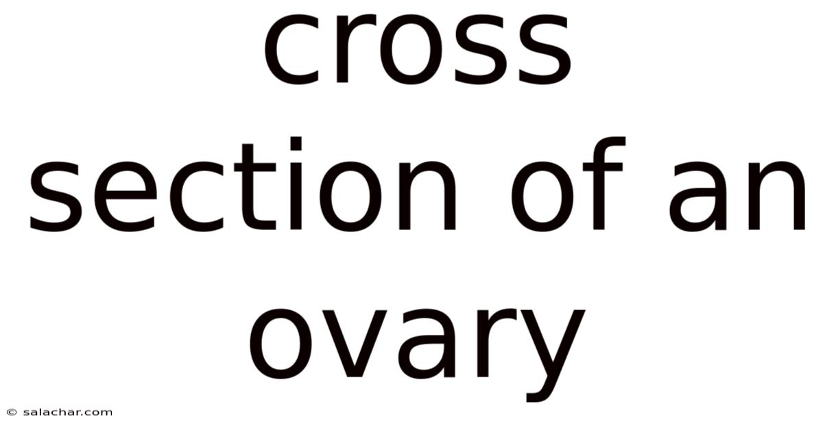 Cross Section Of An Ovary