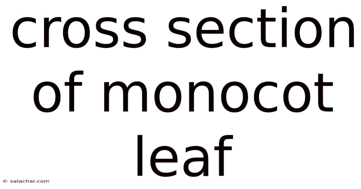 Cross Section Of Monocot Leaf