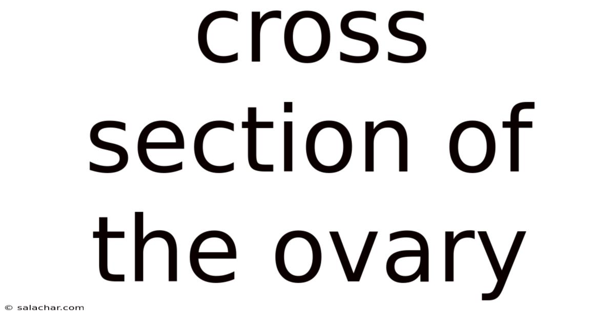 Cross Section Of The Ovary