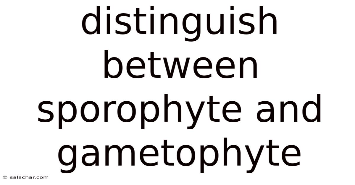 Distinguish Between Sporophyte And Gametophyte