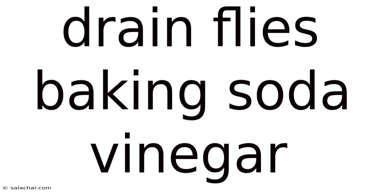 Drain Flies Baking Soda Vinegar