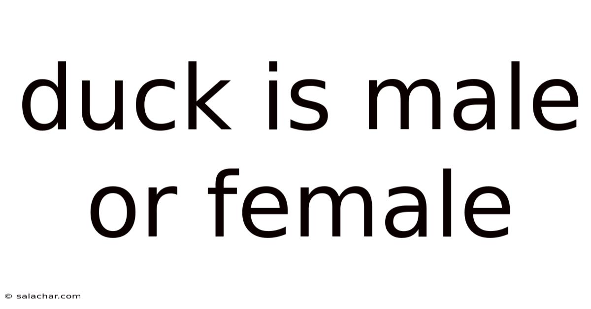 Duck Is Male Or Female