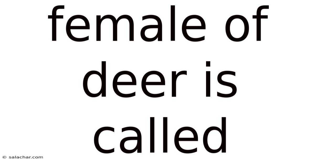 Female Of Deer Is Called
