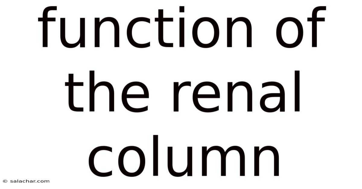 Function Of The Renal Column