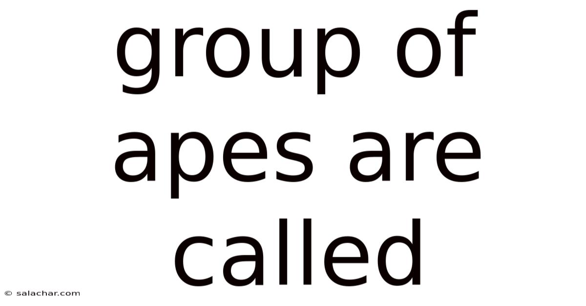 Group Of Apes Are Called