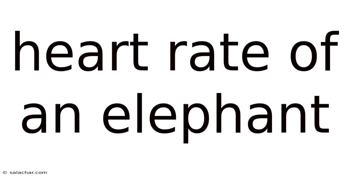 Heart Rate Of An Elephant