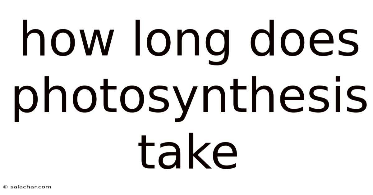 How Long Does Photosynthesis Take