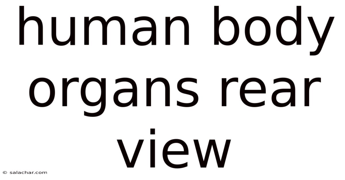 Human Body Organs Rear View