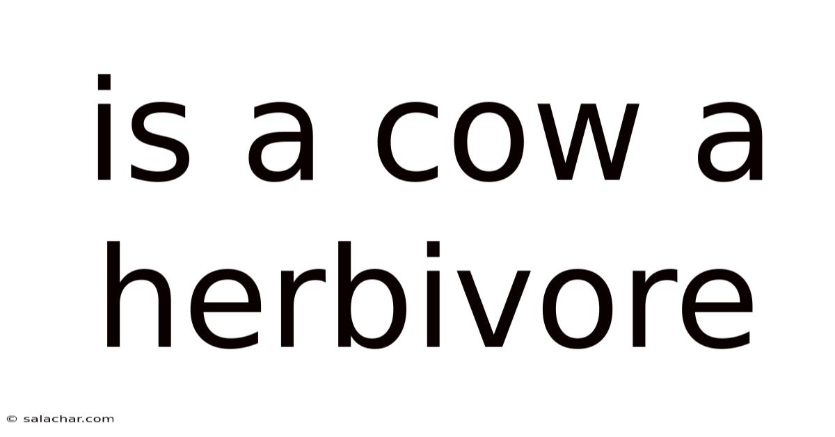 Is A Cow A Herbivore