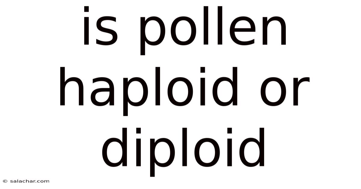 Is Pollen Haploid Or Diploid