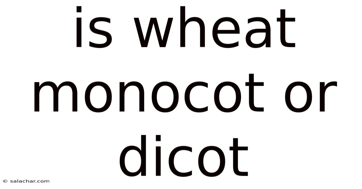 Is Wheat Monocot Or Dicot