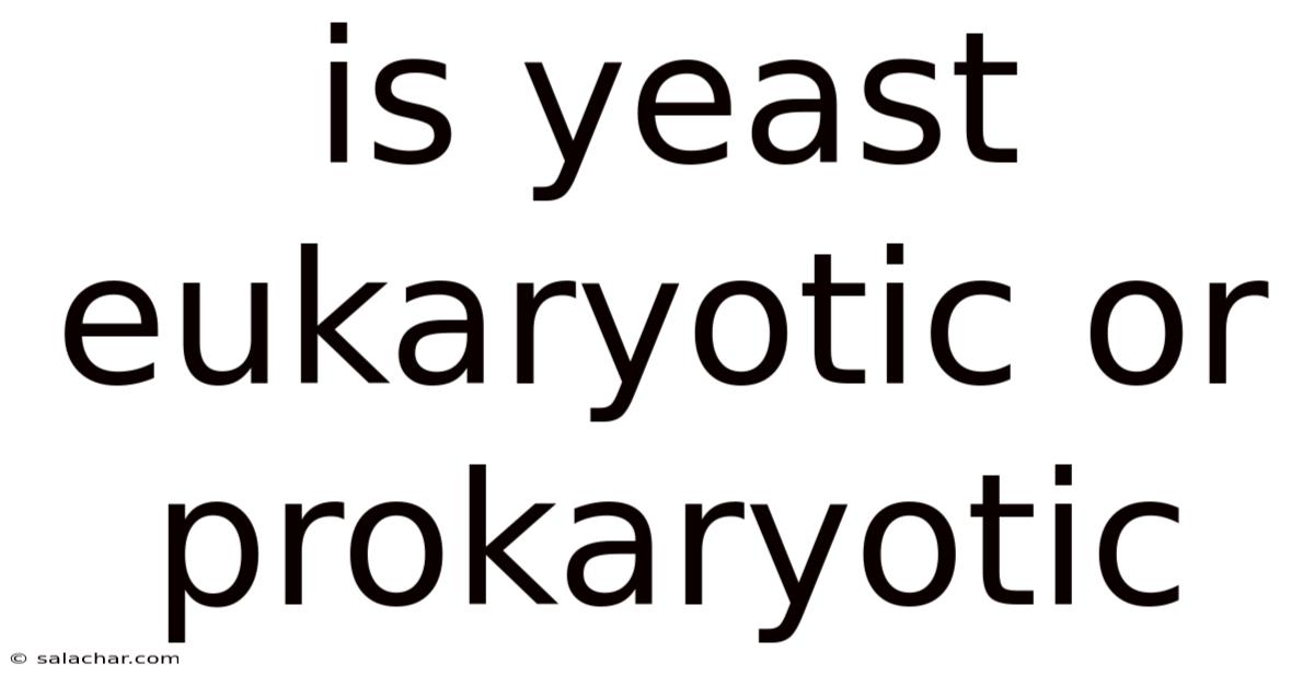 Is Yeast Eukaryotic Or Prokaryotic