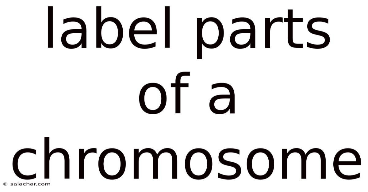 Label Parts Of A Chromosome