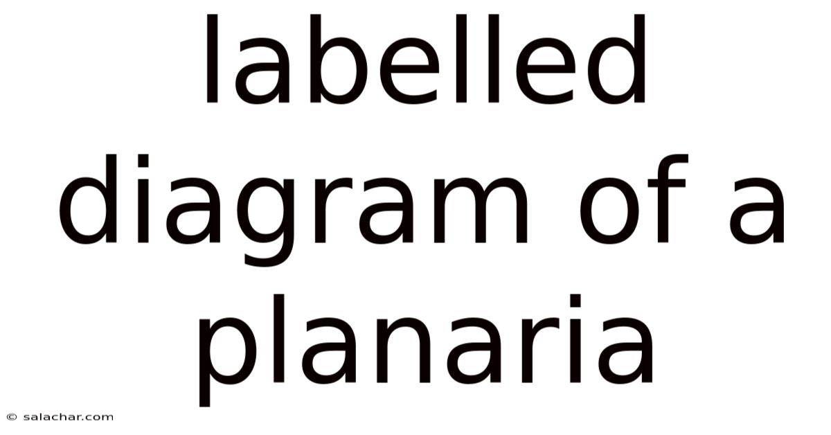 Labelled Diagram Of A Planaria