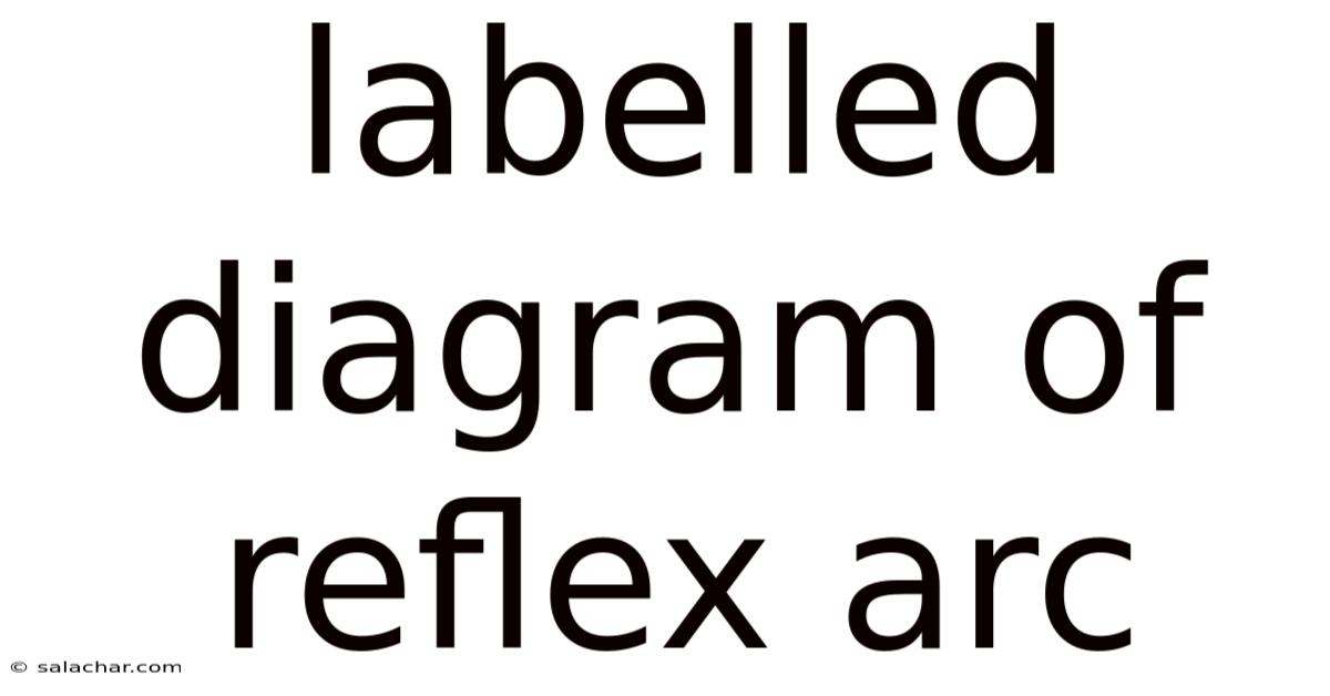 Labelled Diagram Of Reflex Arc
