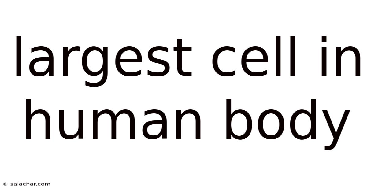 Largest Cell In Human Body