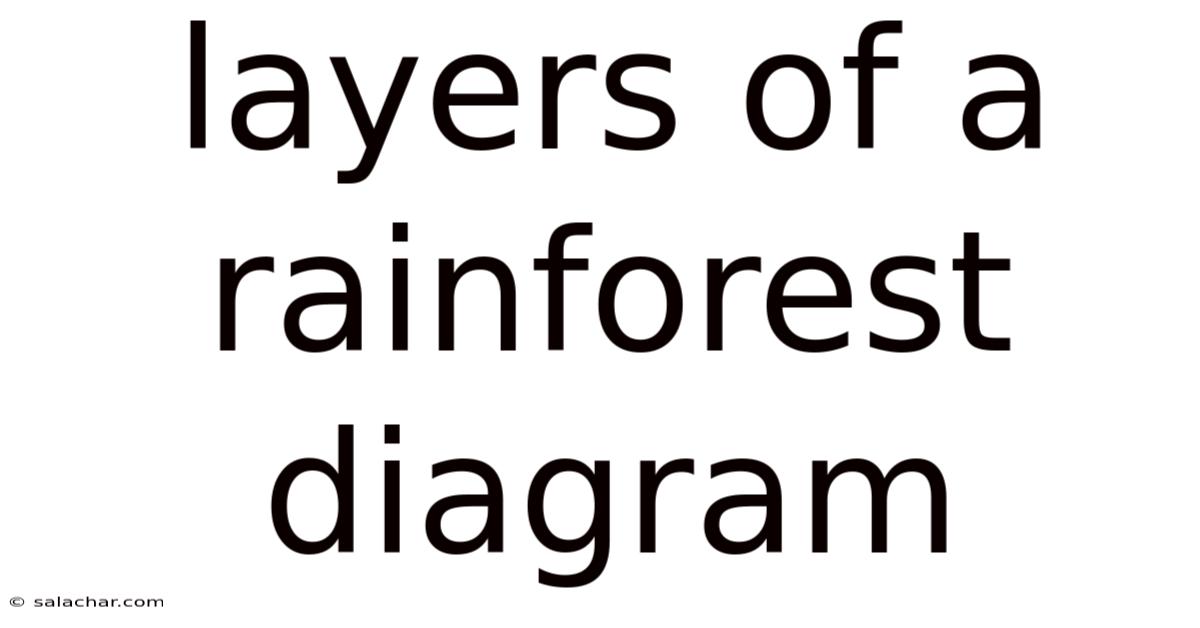 Layers Of A Rainforest Diagram