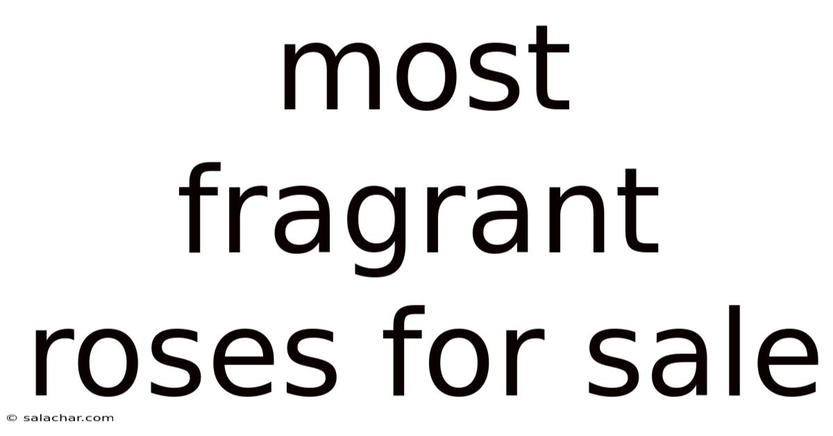 Most Fragrant Roses For Sale