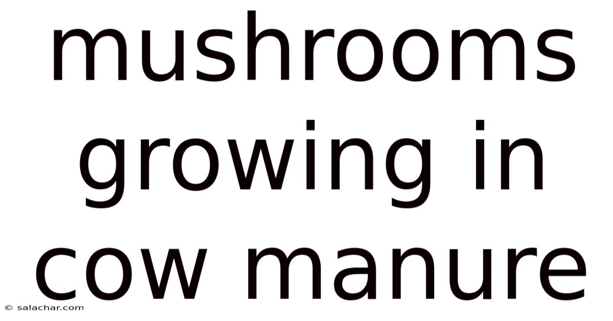 Mushrooms Growing In Cow Manure