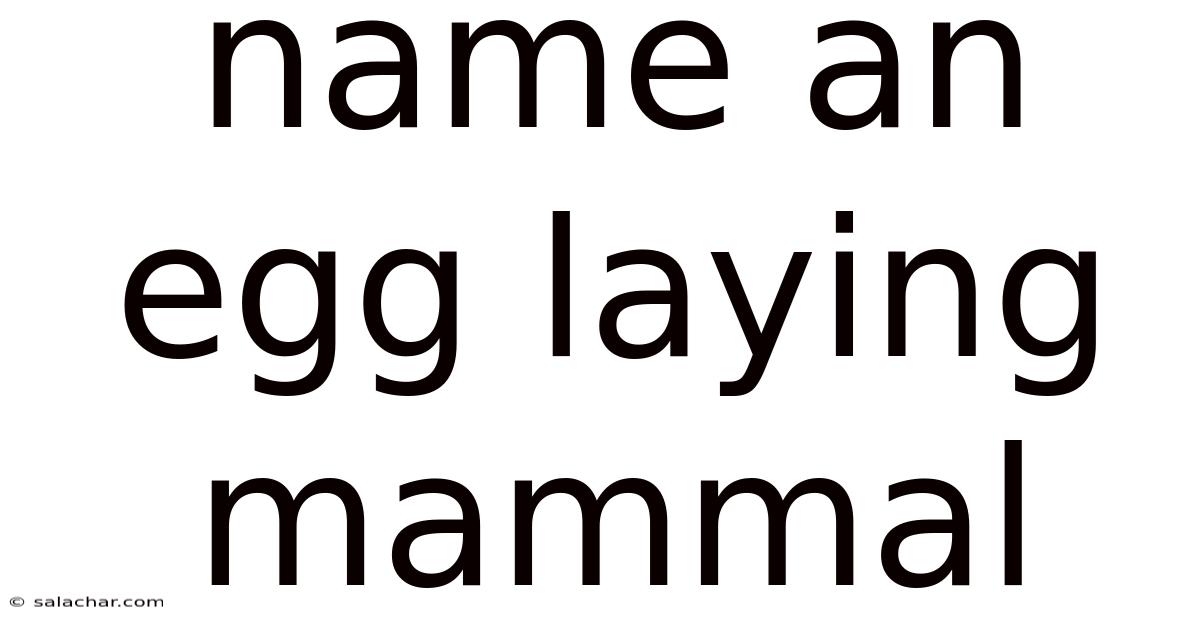 Name An Egg Laying Mammal