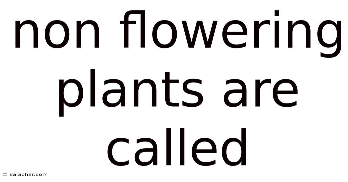 Non Flowering Plants Are Called