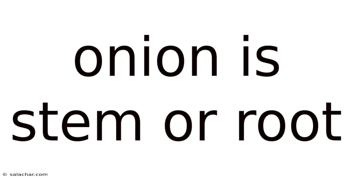 Onion Is Stem Or Root
