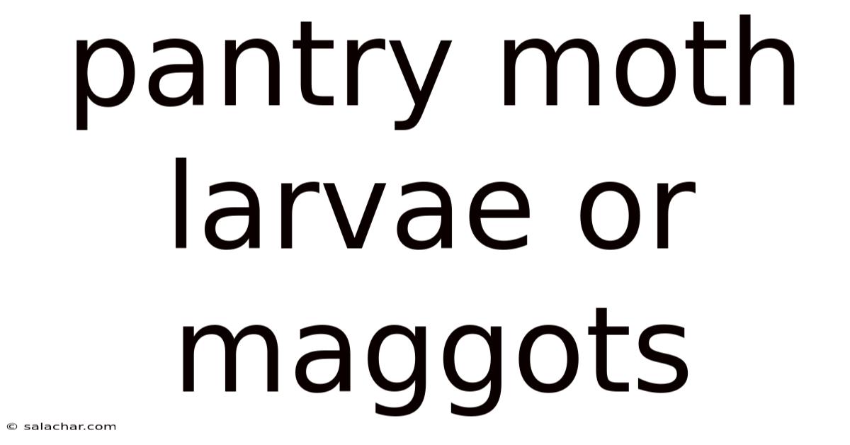 Pantry Moth Larvae Or Maggots