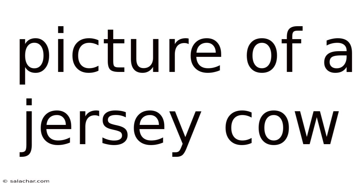 Picture Of A Jersey Cow