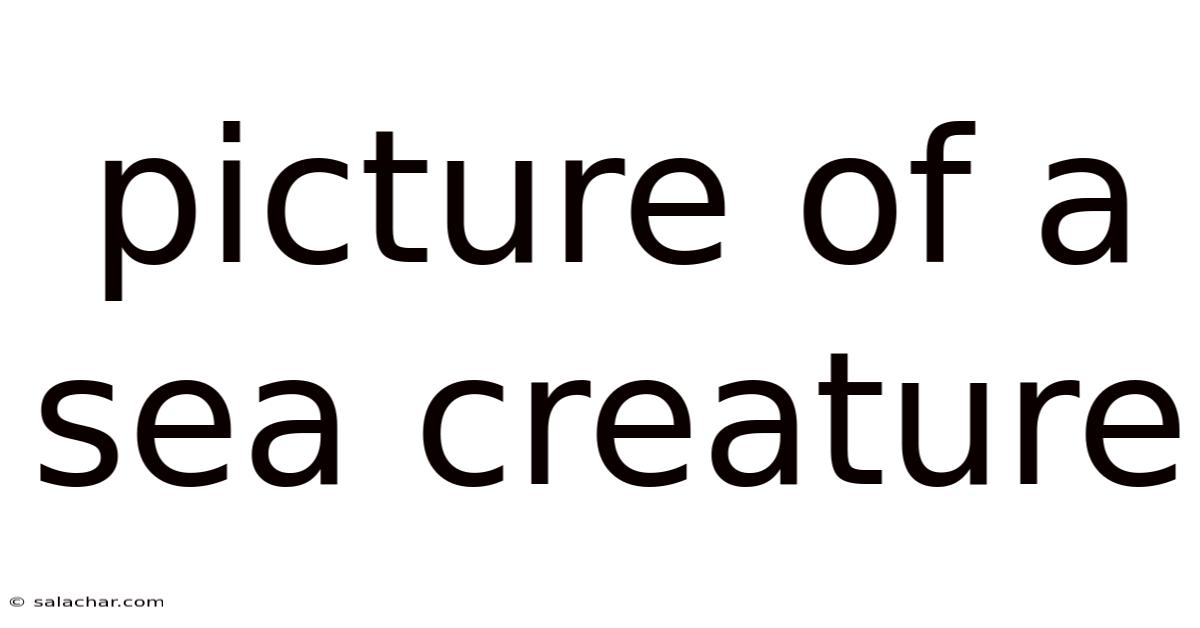 Picture Of A Sea Creature