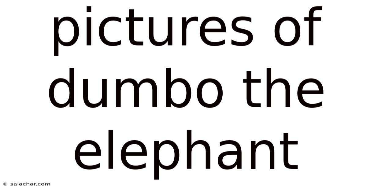 Pictures Of Dumbo The Elephant