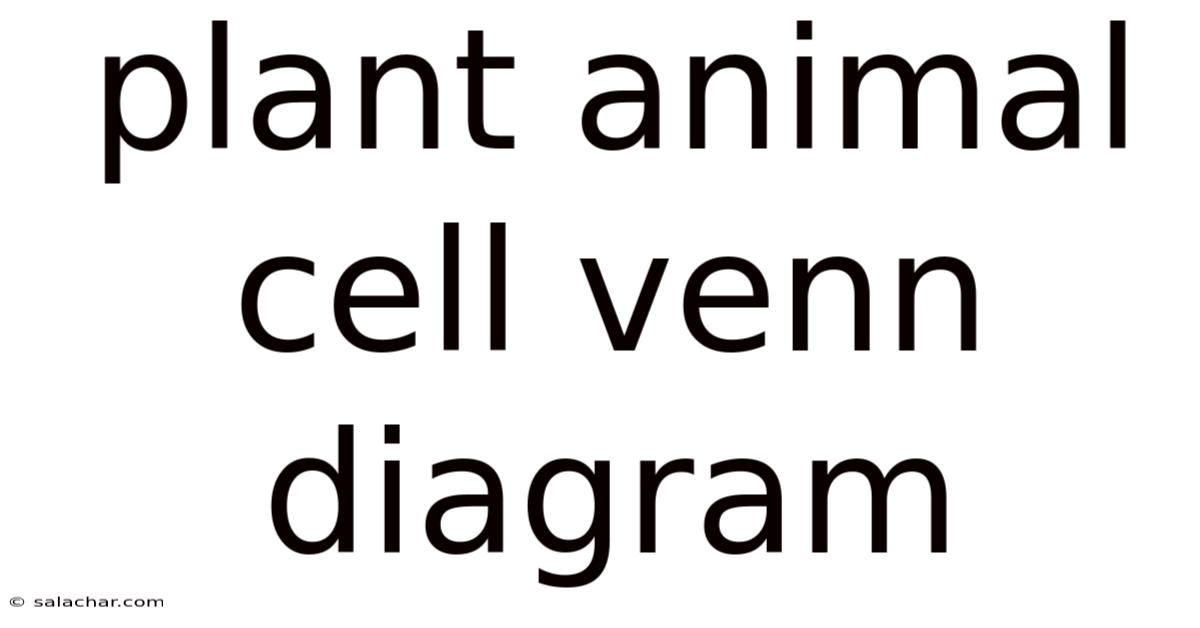 Plant Animal Cell Venn Diagram