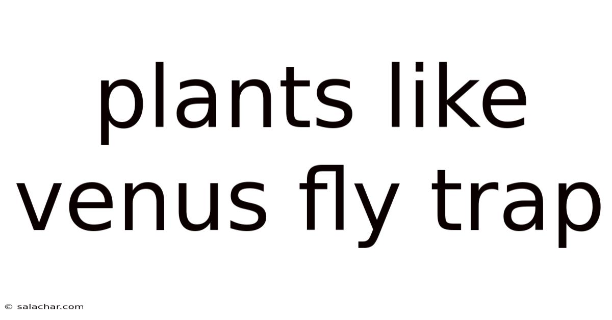 Plants Like Venus Fly Trap