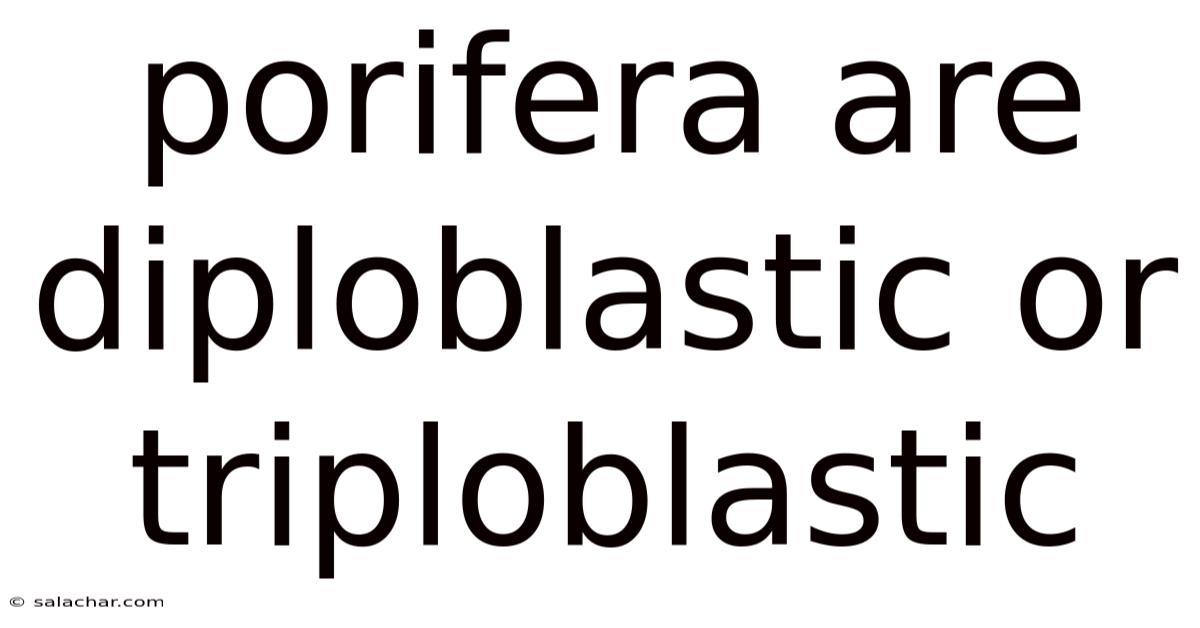 Porifera Are Diploblastic Or Triploblastic