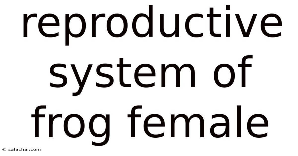 Reproductive System Of Frog Female