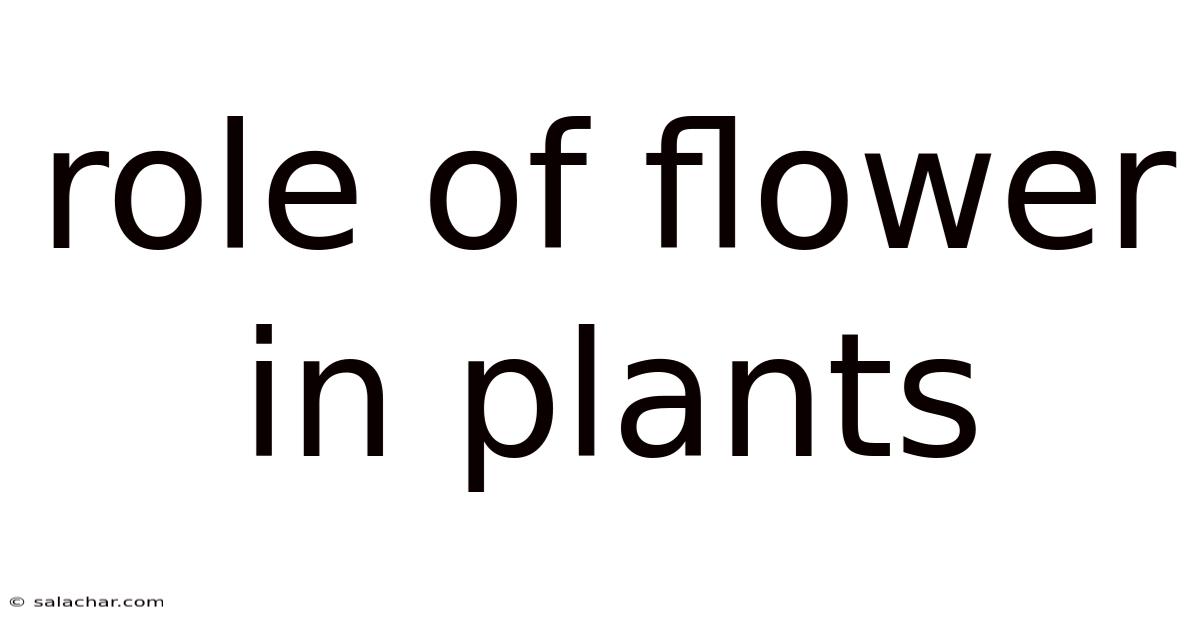 Role Of Flower In Plants